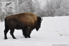 Охота на бизона в Чехии